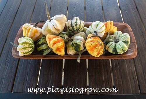 Daisy Gourds (Cucurbita pepo)